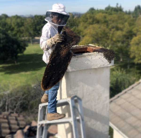 Old bee hive inside a chimney