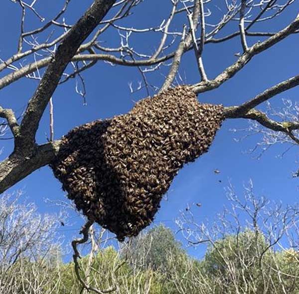 Big Swarm of Bees in San Diego, CA