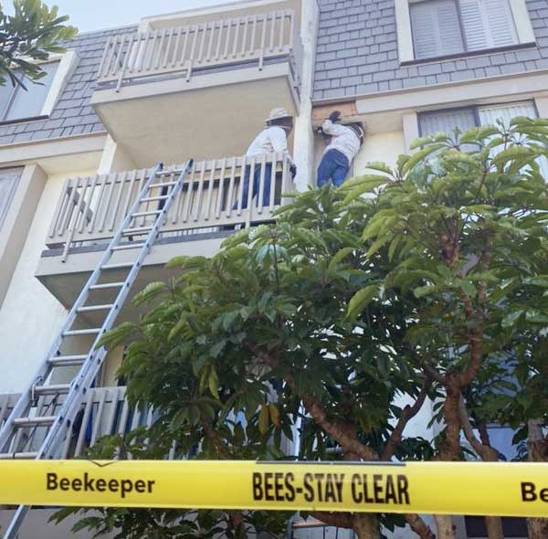 Live Bee Removal at apartments